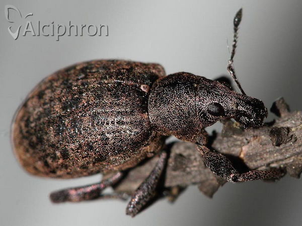 Liophloeus lentus
