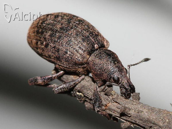 Liophloeus lentus