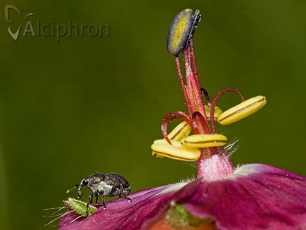 Zacladus exiguus