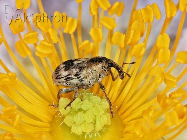 Tapeinotus sellatus