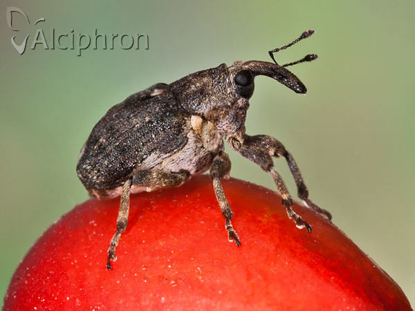 Stenocarus cardui