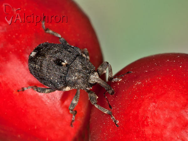 Stenocarus cardui