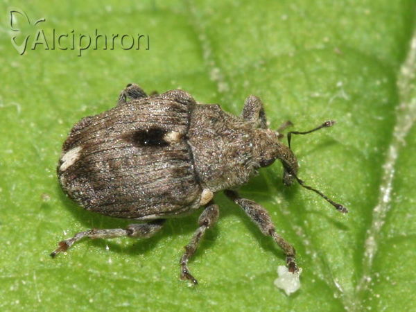 Stenocarus ruficornis