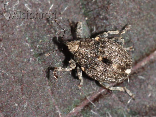 Stenocarus ruficornis