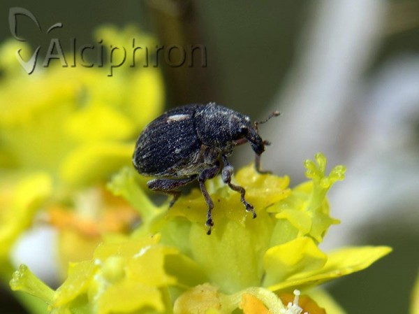 Rhinoncus pericarpius