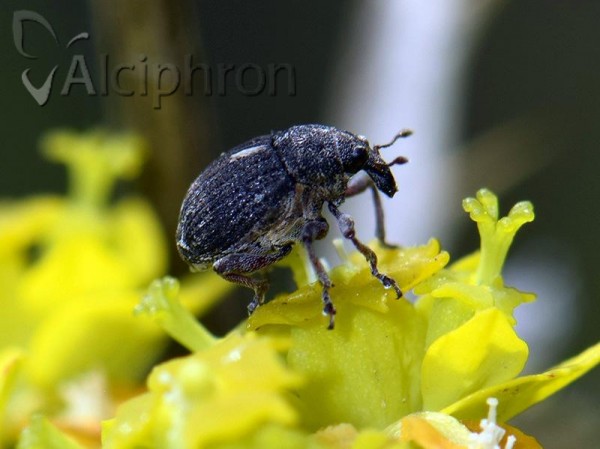 Rhinoncus pericarpius