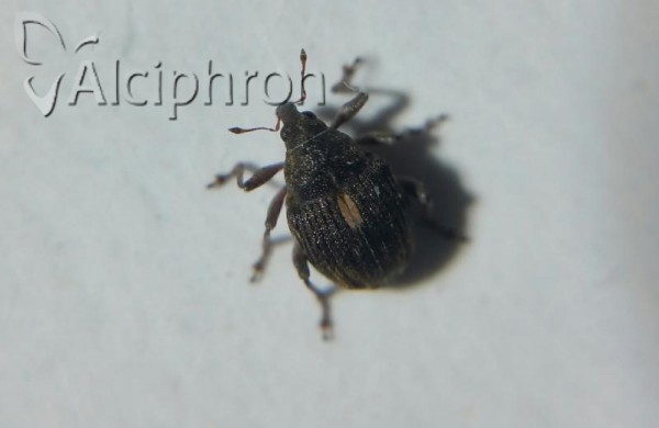 Rhinoncus pericarpius