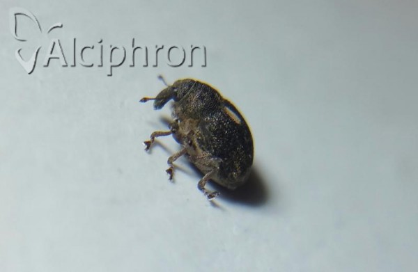 Rhinoncus pericarpius