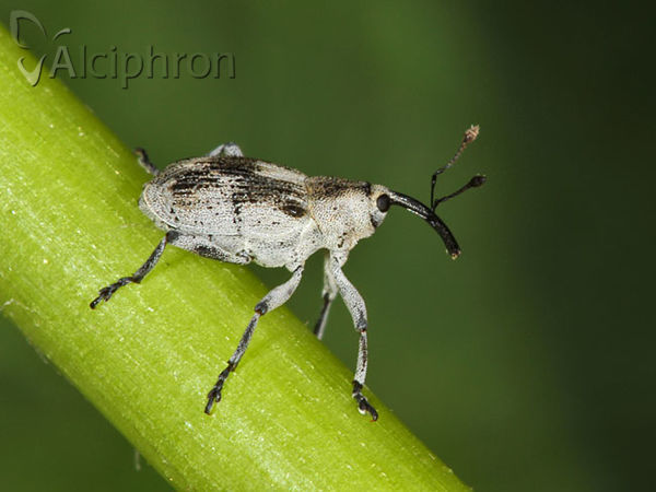 Poophagus sisymbrii