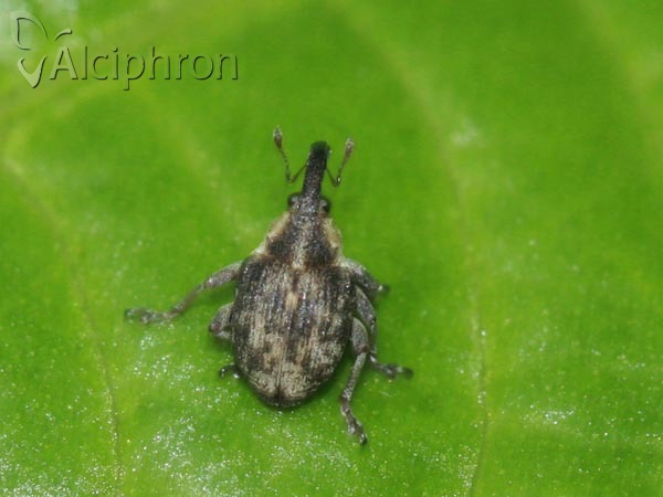 Pelenomus waltoni