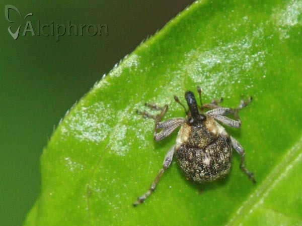 Pelenomus waltoni