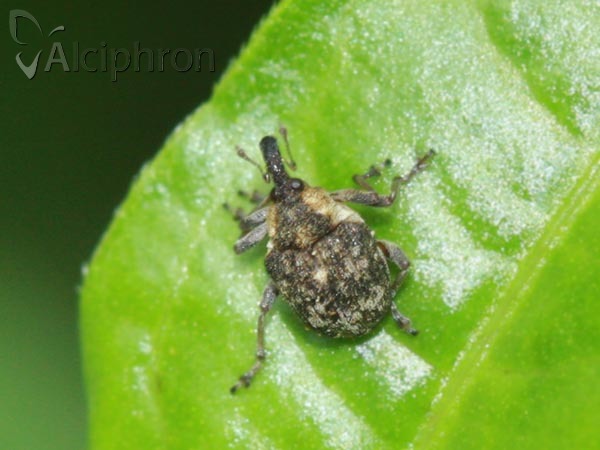 Pelenomus waltoni