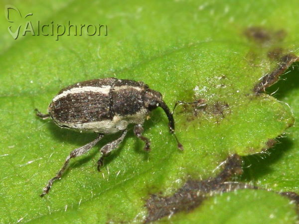 Oprohinus suturalis