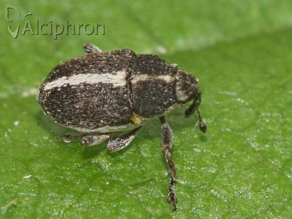 Oprohinus suturalis