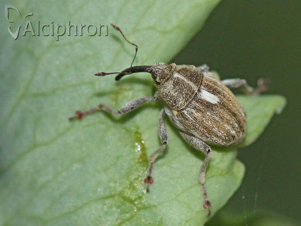 Neoglocianus maculaalba
