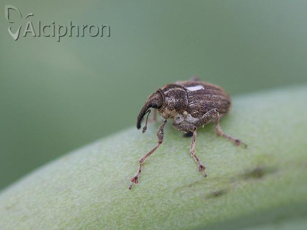 Neoglocianus maculaalba