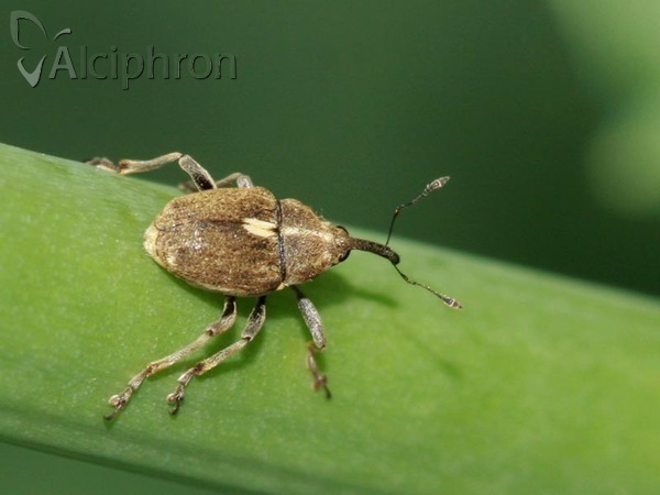 Neoglocianus maculaalba