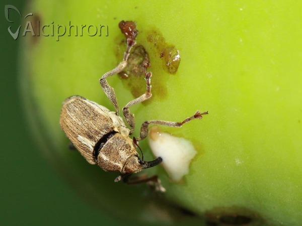 Neoglocianus maculaalba