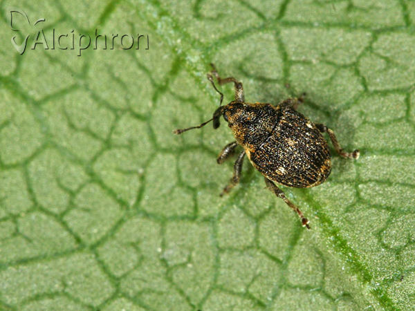 Nedyus quadrimaculatus