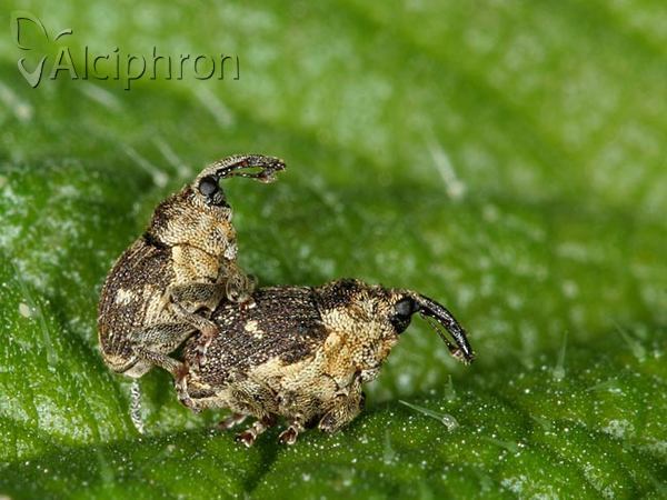 Nedyus quadrimaculatus