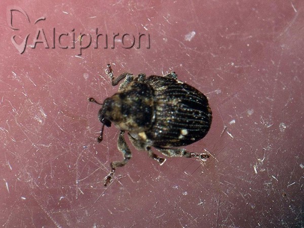 Nedyus quadrimaculatus