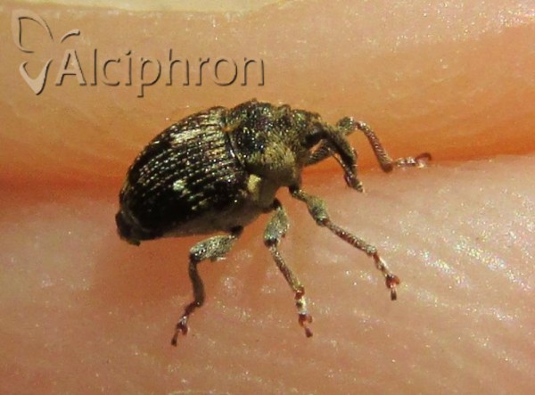 Nedyus quadrimaculatus