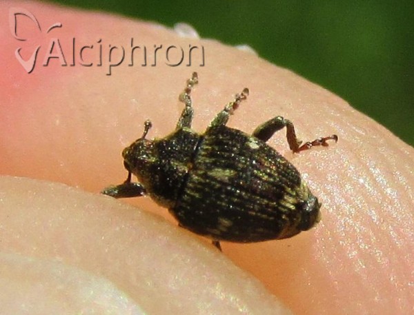 Nedyus quadrimaculatus
