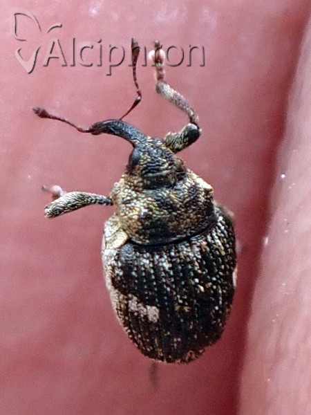 Nedyus quadrimaculatus