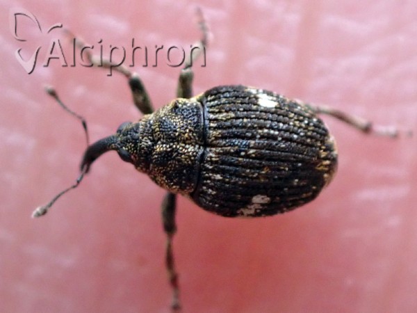 Nedyus quadrimaculatus