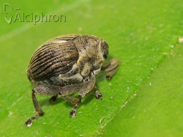 Mononychus punctumalbum
