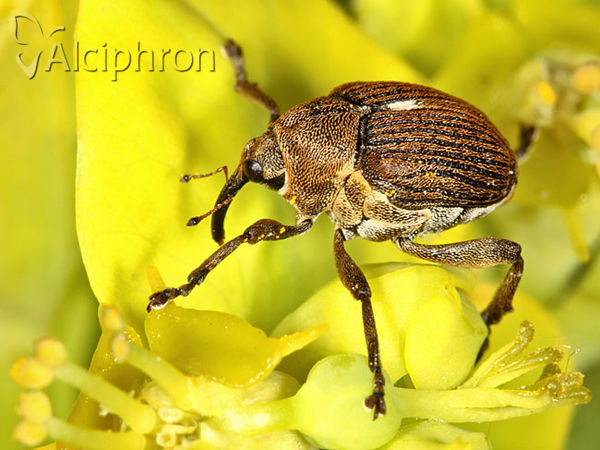 Mononychus punctumalbum
