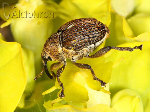 Mononychus punctumalbum