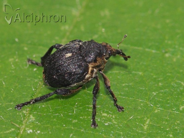 Mononychus punctumalbum