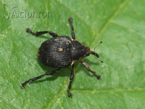 Mononychus punctumalbum