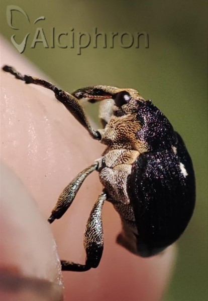 Mononychus punctumalbum