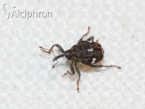 Mogulones asperifoliarum