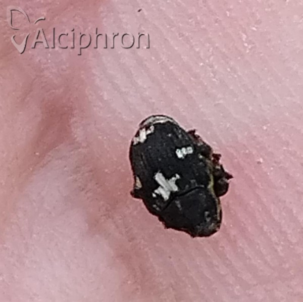 Mogulones crucifer