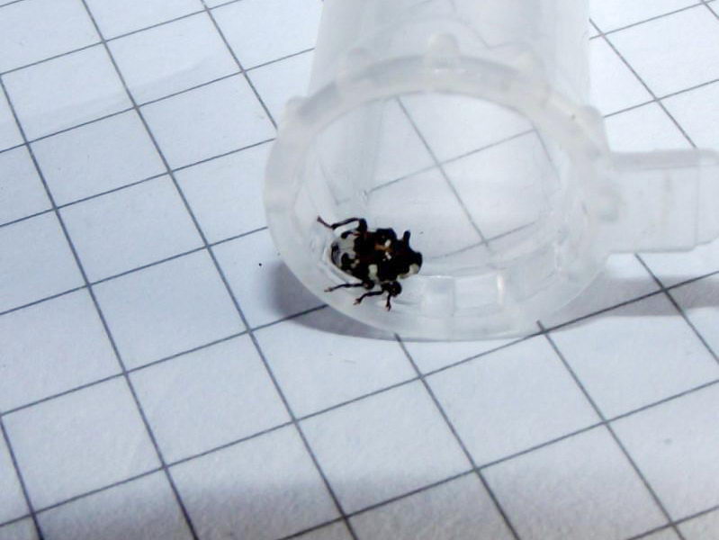 Hadroplontus trimaculatus