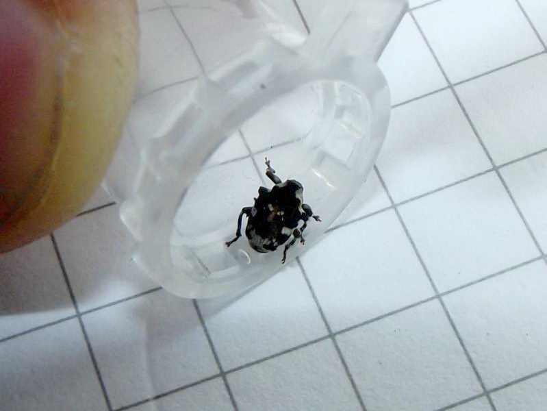 Hadroplontus trimaculatus