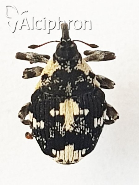 Hadroplontus trimaculatus