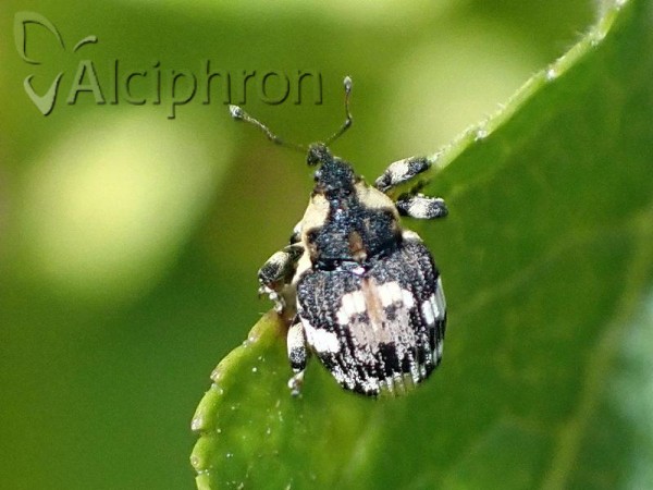 Hadroplontus trimaculatus