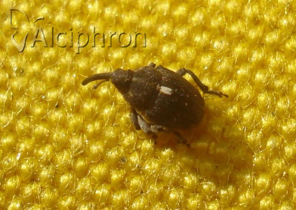 Glocianus punctiger