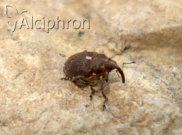 Glocianus punctiger