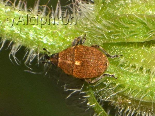 Glocianus punctiger