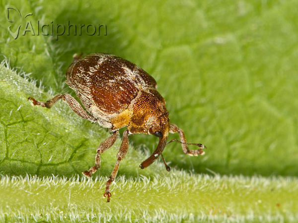 Coeliodes transversealbofasciatus
