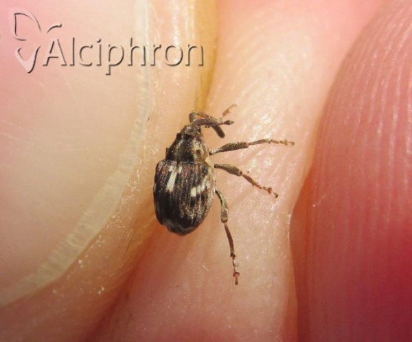 Coeliastes lamii