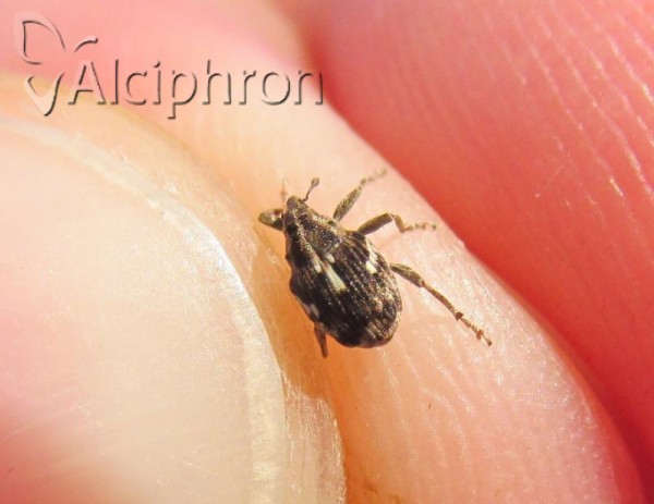 Coeliastes lamii