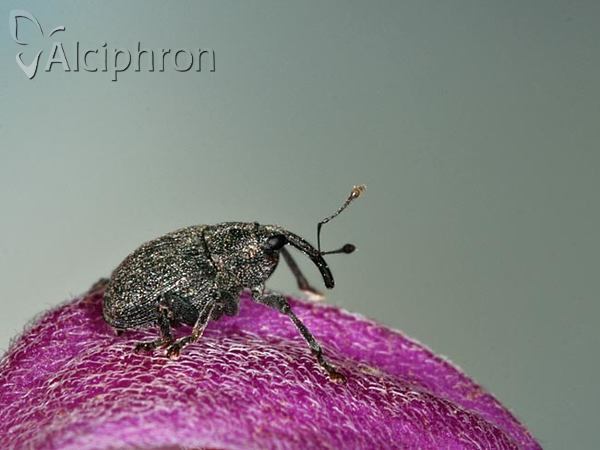 Ceutorhynchus alliariae