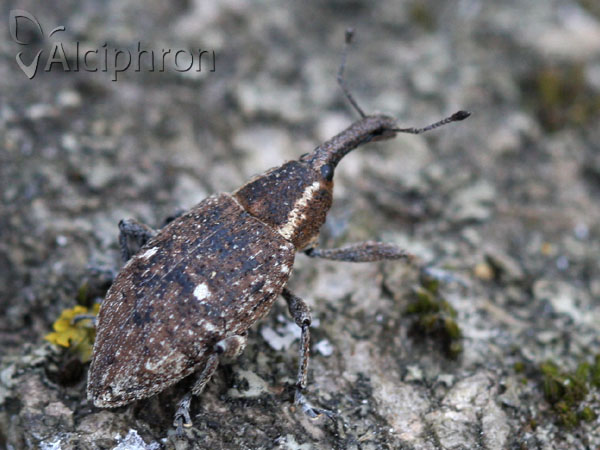 Lepyrus palustris