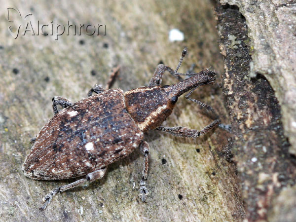 Lepyrus palustris